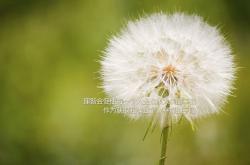 英雄联盟总决赛-沙漠之狐的逆袭，2026世界杯F组，伊拉克绝杀乌拉圭，B费完成致命一击