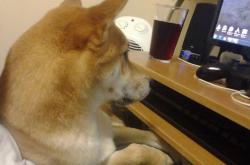 英雄联盟总决赛门票-魔法师的节奏，武切维奇如何用优雅姿态提前瓦解老鹰的飞翔之梦