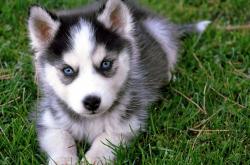 英雄联盟总决赛门票-传奇淬火时，唯有他，能在至暗时刻迸发永恒星光