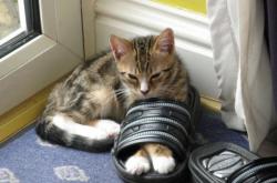 英雄联盟总决赛赛程-利拉德孤火燎原燃尽铁壁，黄蜂三节风暴颠覆广厦王朝基石