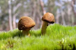 -福克斯一夫当关！史诗50分+关键绝平，率队逆转奇才创生涯封神战