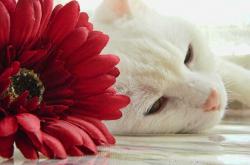 英雄联盟总决赛2025-唯一之战，当美加墨世界杯焦点战邂逅独行侠鏖战辽宁队的跨界交响