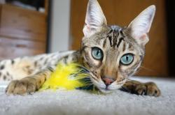 LOL决赛-绿茵角斗场，当南美狂想曲遇上罗马军团，李刚仁的利刃出鞘