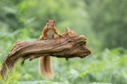 LOL决赛-降维打击！日本金童的独角戏，却被一群局外人抢了戏