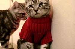 -桑巴之刃刺破铁壁—迪马利亚利剑出鞘，巴西正名之战击溃瑞士坚盾