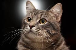 英雄联盟总决赛门票-锋刃出鞘，王冠加冕—欧冠决赛夜，弗拉霍维奇以一剑封喉定义巨星