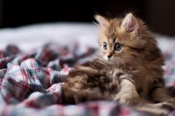 英雄联盟总决赛赛程-舞台重压淬真金，约基奇升华热火碾压，解读强者恒强的终极形态