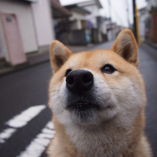 黄蜂蛰伏鹈鹕振翅，拉梅洛刀尖起舞定乾坤