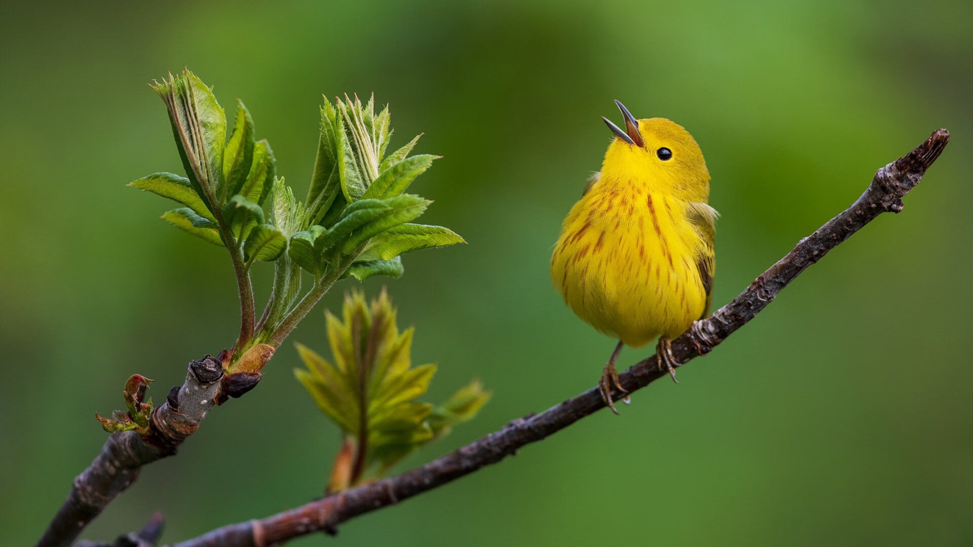 尼克斯跨国力克新疆队，保罗末节爆发成关键先生