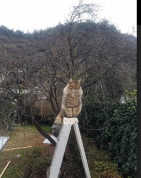 门将奥纳纳,在绿茵场点燃唯一一次的烈火