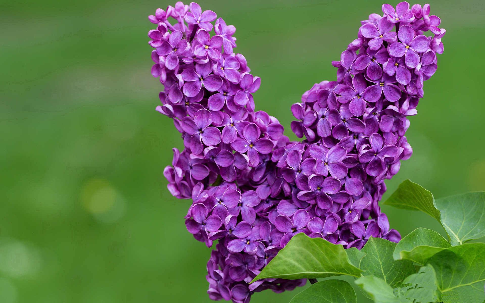 迪巴拉导演南半球逆转,当阿根廷魔术师掌控澳洪之战