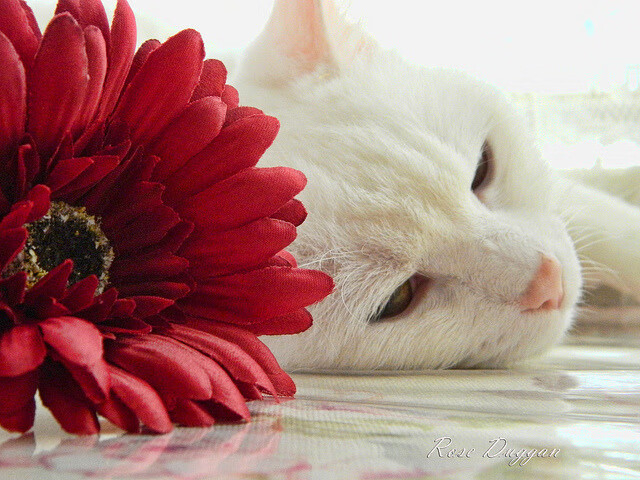 足球的双重激情,意甲焦点战战术博弈与厄瓜多尔绝杀加拿大的戏剧之夜