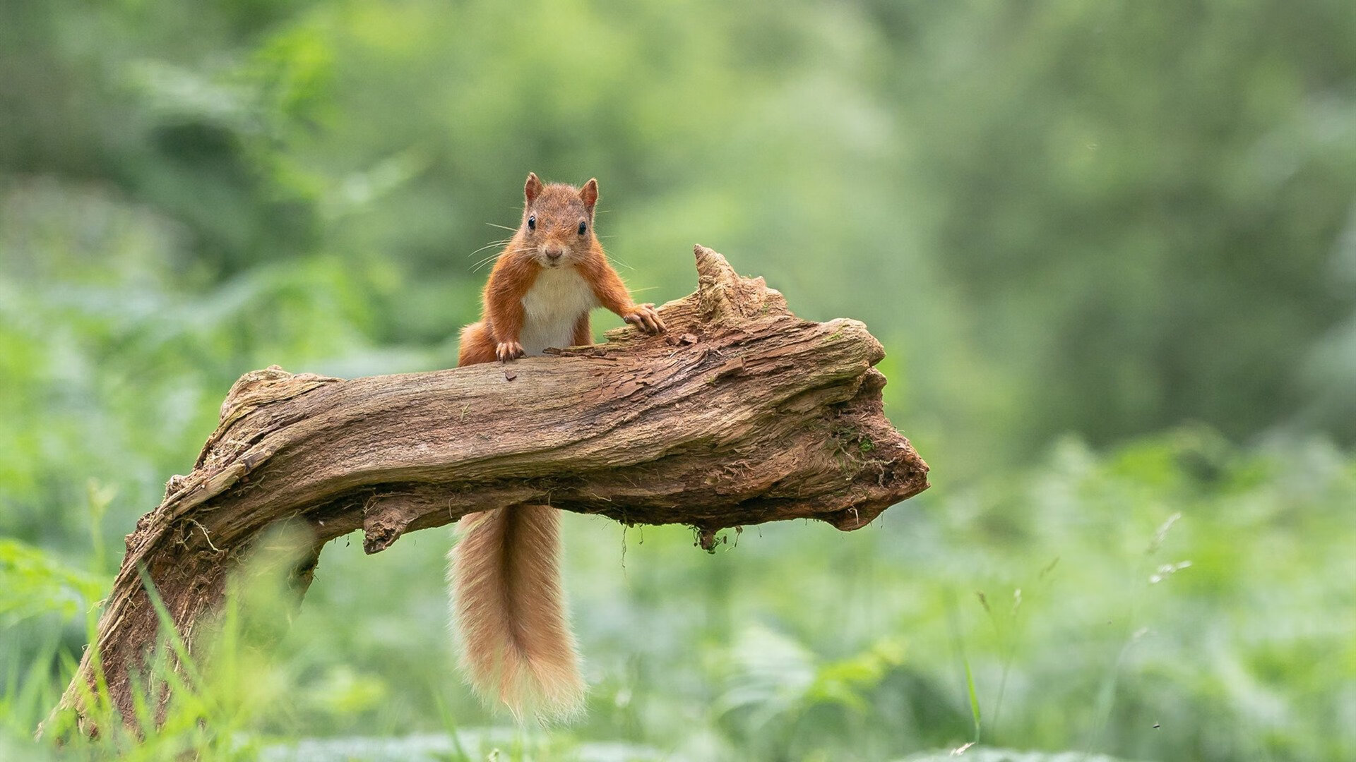 降维打击！日本金童的独角戏，却被一群局外人抢了戏