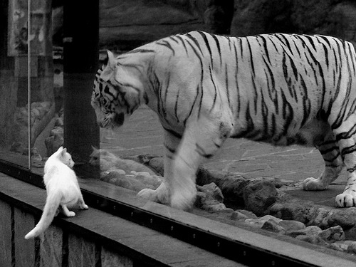 以身为刃，戈麦斯如何在英超争冠之夜完成自我救赎