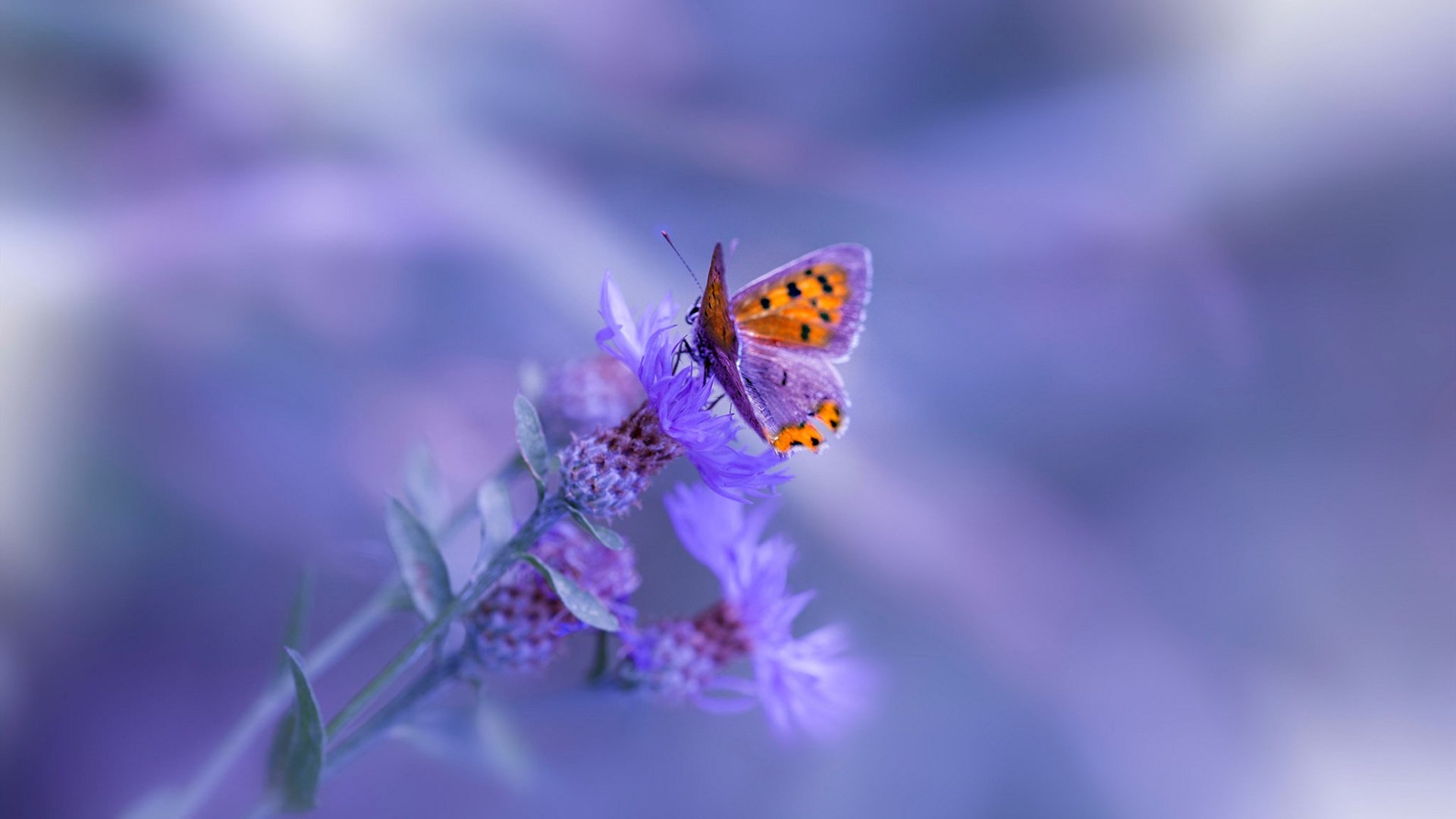 两线接管，尼克斯的钢铁风暴与约基奇的欧冠大师课