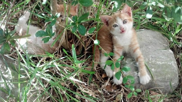 一球定音，绿茵史诗，爱尔兰与阿根廷的瞬间永恒