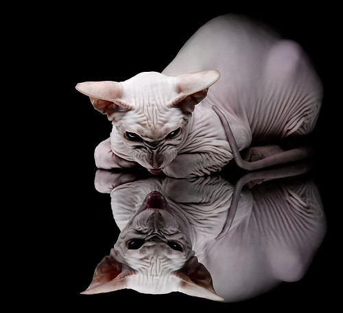 冰峰之火，武切维奇如何用古典技艺终结现代篮球之夜