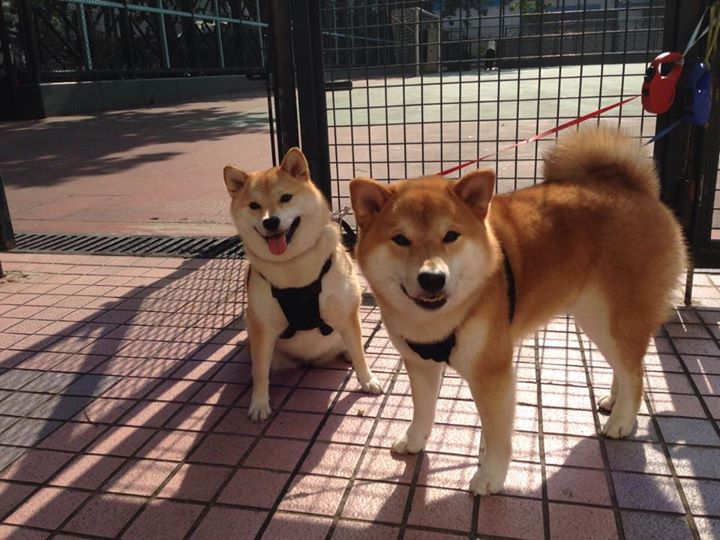冷雨夜，无名小卒击碎沙漠神话—比利时末节觉醒，罗德里戈以创纪录之夜改写剧情